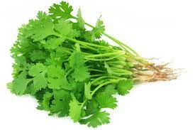 Coriander (धनिया)