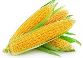 Sweet Corn (स्वीट कॉर्न)