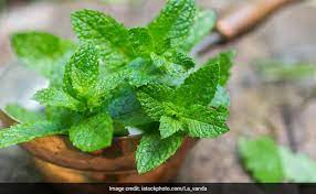 Mint(पुदीना )