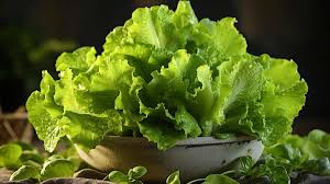 Lettuce(सलाद)