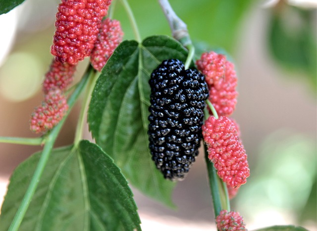 Mulberri(शहतूत)